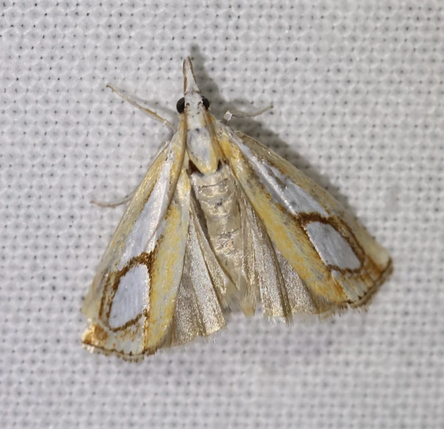 Catoptria pinella - ezüstös fűgyökérmoly