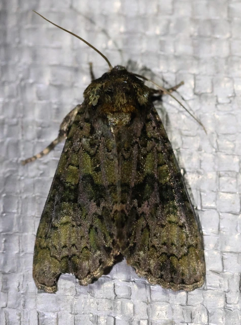 Craniophora ligustri - fagyalbagoly