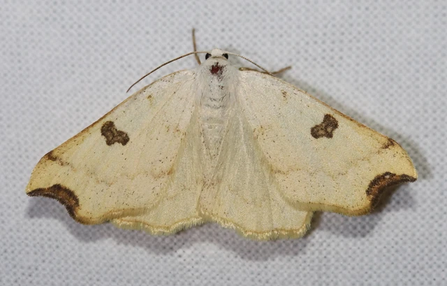Eilicrinia cordiaria - fehér fűzfaaraszoló