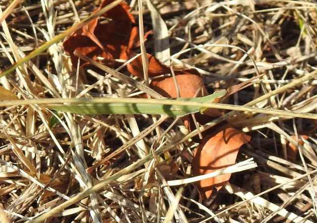 Acrida ungarica - sisakos sáska Acrida ungarica - sisakos sáska