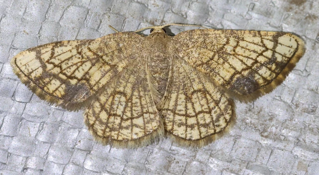 Stegania dilectaria - fehérnyár-araszoló