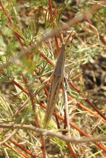 Acrida ungarica - sisakos sáska Acrida ungarica - sisakos sáska