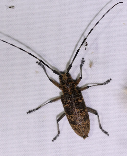 Monochamus galloprovincialis pistor - foltos fenyvescincér