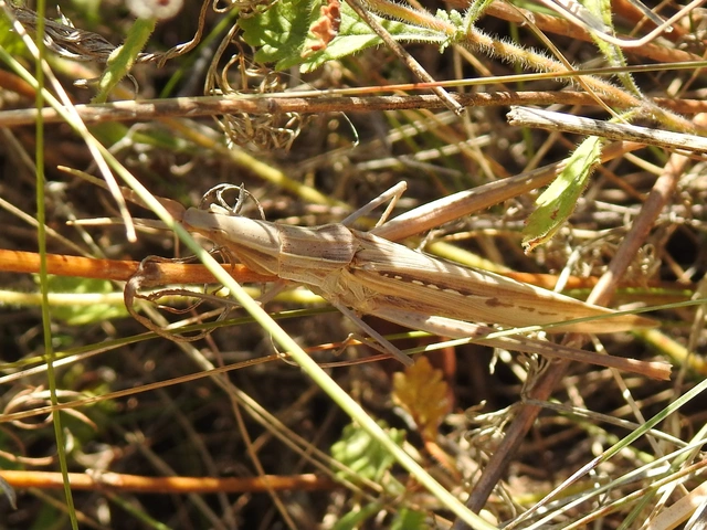 Acrida ungarica - sisakos sáska Acrida ungarica - sisakos sáska