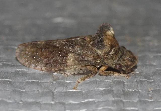 Ledra aurita - füleskabóca