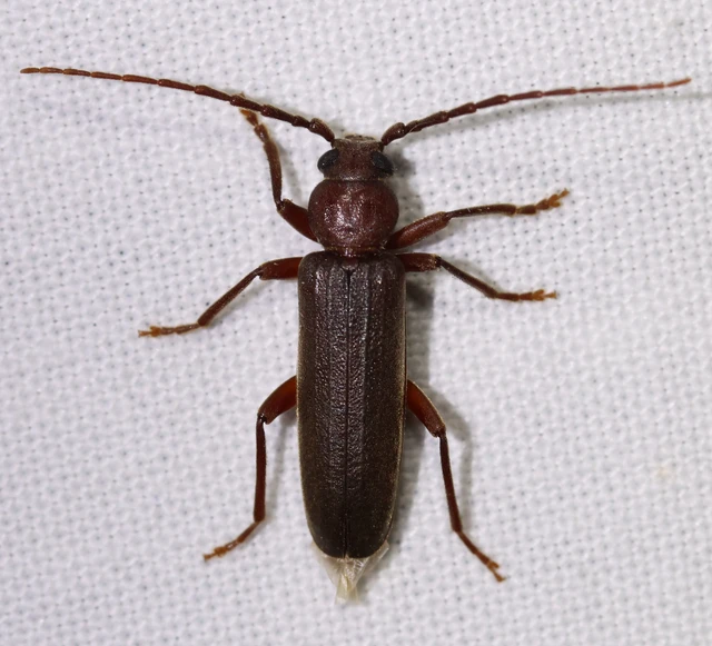 Arhopalus rusticus - gödrösnyakú cincér
