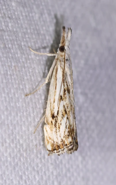 Catoptria falsella - hálós fűgyökérmoly