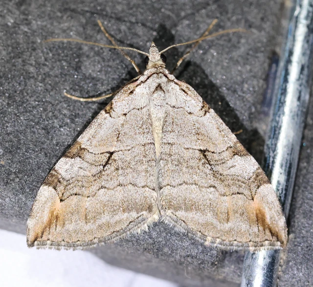 Aplocera efformata/plagiata
