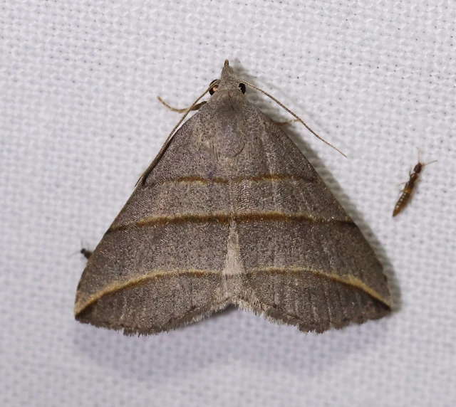 Colobochyla salicalis - háromsávos törpebagoly