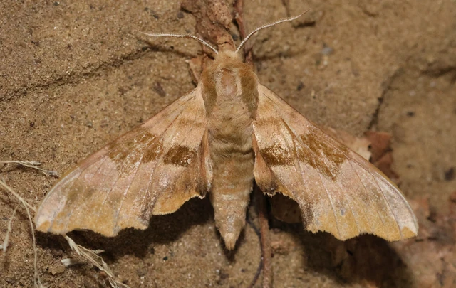 Mimas tiliae - hársfaszender