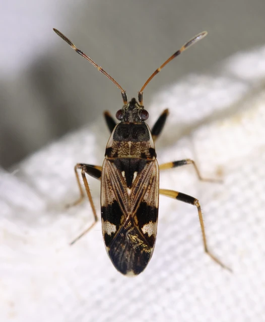 Beosus maritimus - homoki bodobács