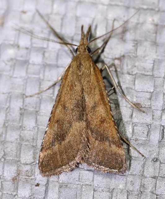 Synaphe punctalis - hosszúlábú fényilonca