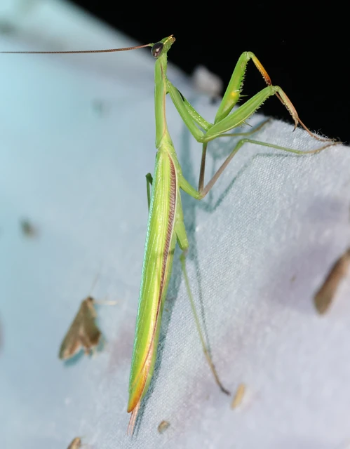 Mantis religiosa - imádkozósáska