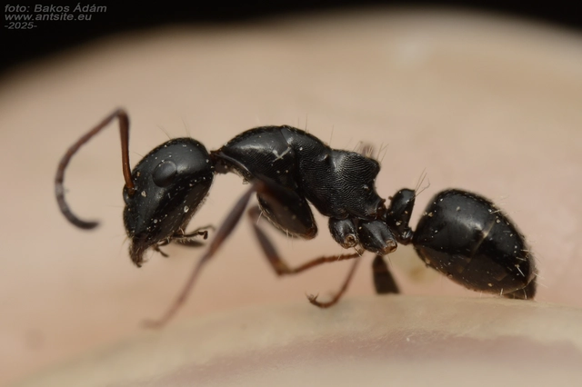 Camponotus atricolor - nyerges lóhangya