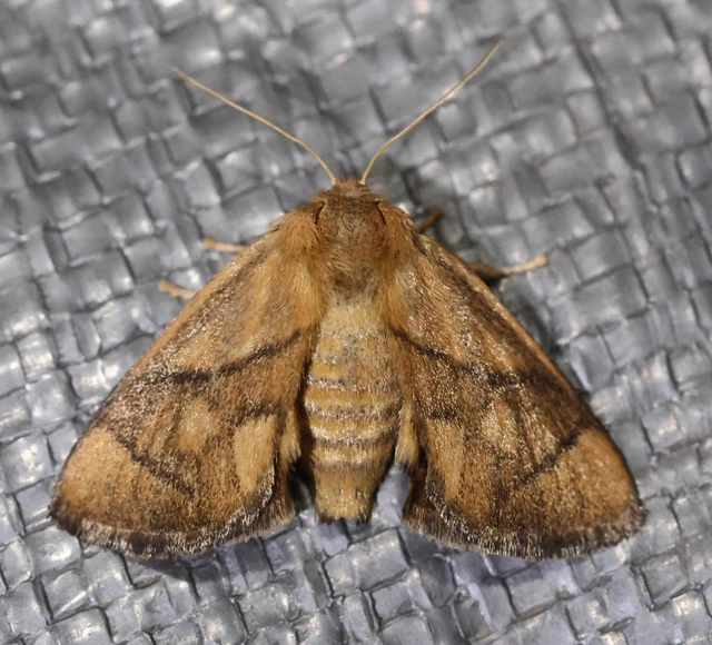 Apoda limacodes - kagylólepke