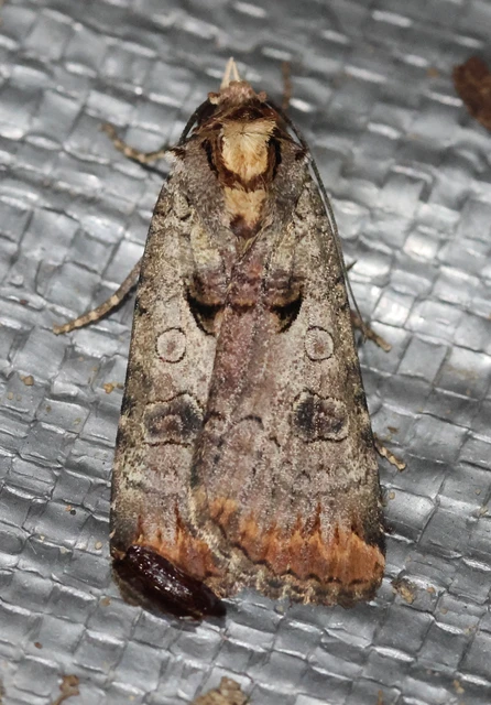 Epilecta linogrisea - karcsú sárgafűbagoly