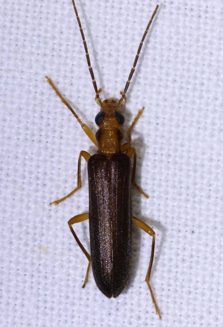 Nacerdes carniolica - karnóliai álcincér