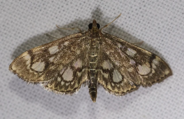 Anania coronata - koronás dudvamoly