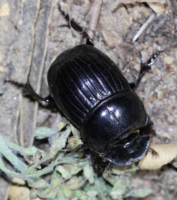 Copris lunaris - közönséges holdszarvú-ganéjtúró