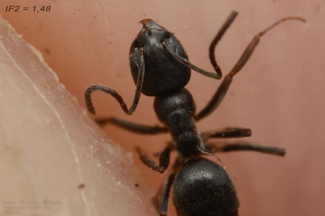 Tapinoma erraticum - kóborhangya