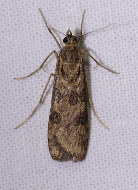 Nomophila noctuella - közönséges vándormoly