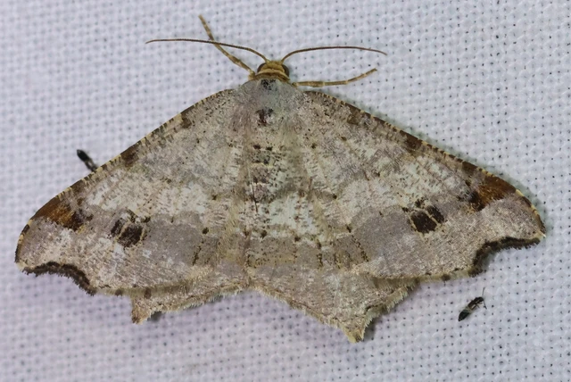 Macaria alternata - közönséges szürkearaszoló