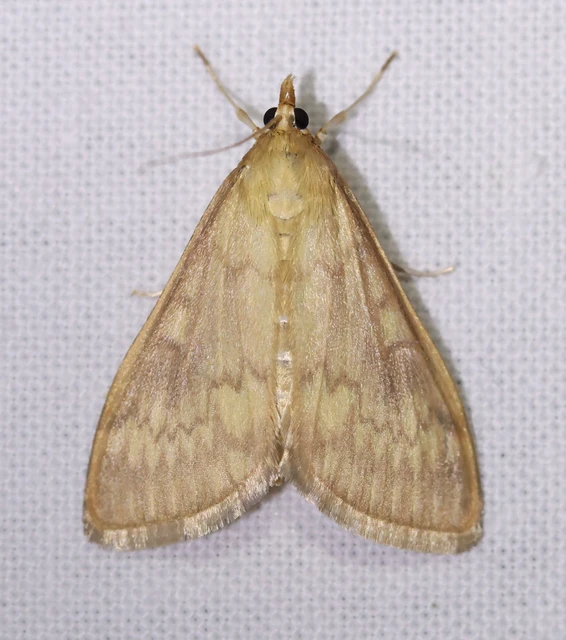 Ostrinia nubilalis - kukoricamoly