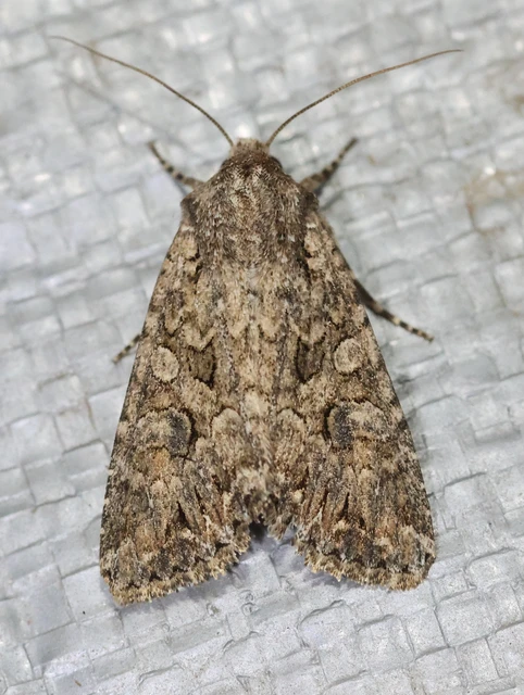 Hadula trifolii - lóherebagoly