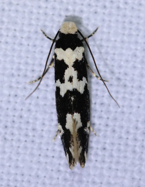 Neurothaumasia ankerella - magyarmoly