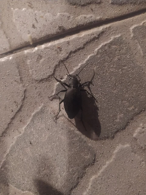 Carabus coriaceus - bőrfutrinka