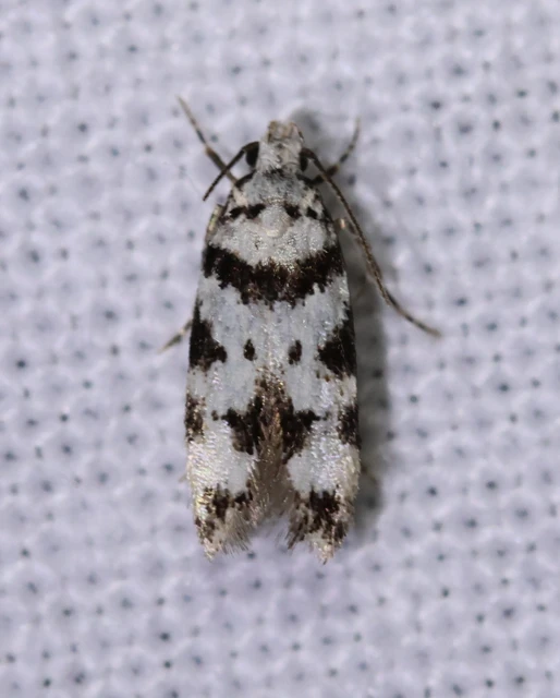 Pseudotelphusa scalella - moharágó sarlósmoly