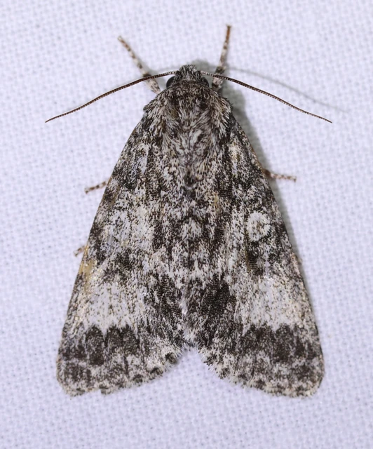 Acronicta megacephala - nagyfejű szigonyosbagoly