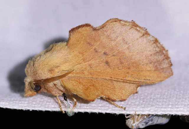 Phyllodesma tremulifolia - nyárlevélpohók