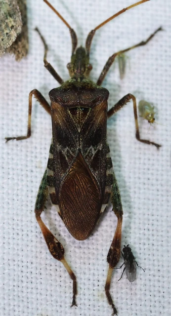 Leptoglossus occidentalis - nyugati levéllábú poloska Leptoglossus occidentalis - nyugati levéllábú poloska