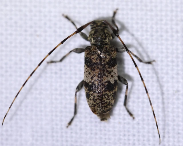 Leiopus nebulosus - öves gesztcincér