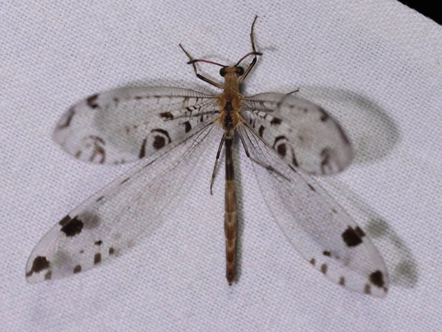 Dendroleon pantherinus - párducfoltos hangyaleső