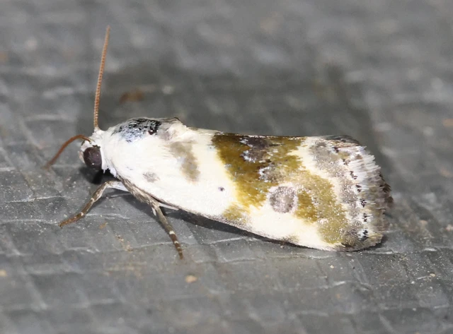 Ponometia candefacta - parlagfűbagoly