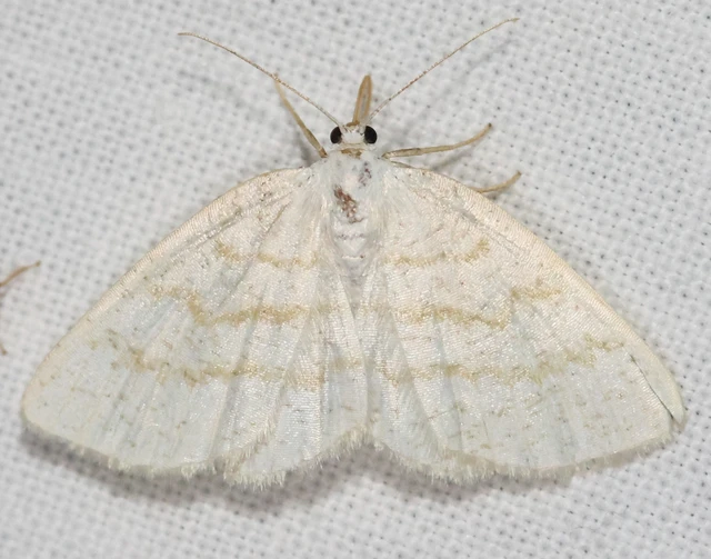 Cabera exanthemata - pettyes égeraraszoló