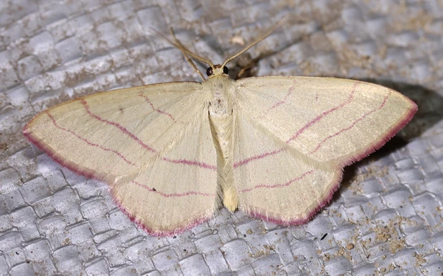 Rhodostrophia vibicaria - pirosszélű araszoló