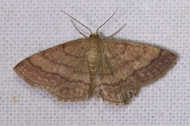Scopula rubiginata - réti pirosaraszoló