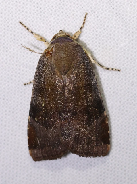 Noctua janthe/janthina