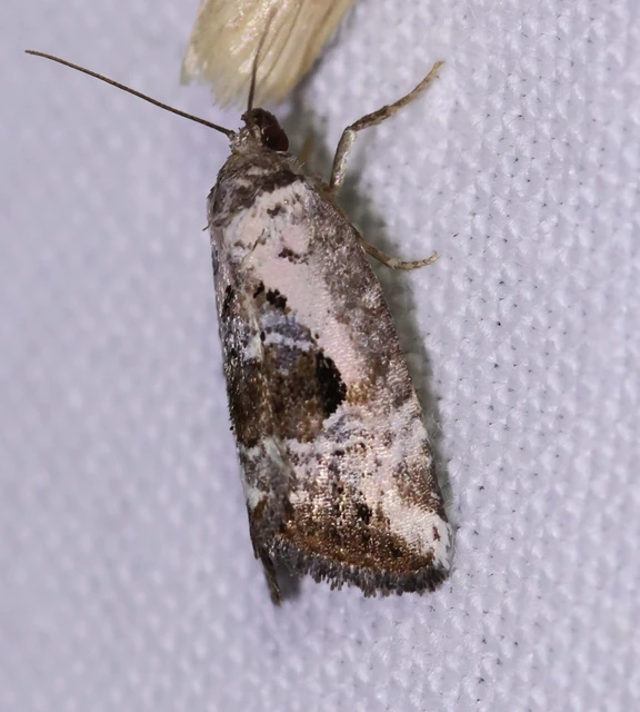 Hapalotis venustula - rózsaszínű mázasbagoly