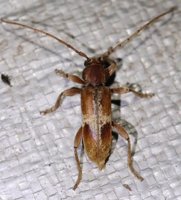 Trichoferus pallidus - sápadt éjicincér