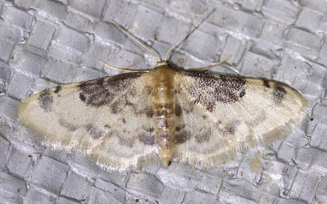 Idaea filicata - sötéttövű apróaraszoló