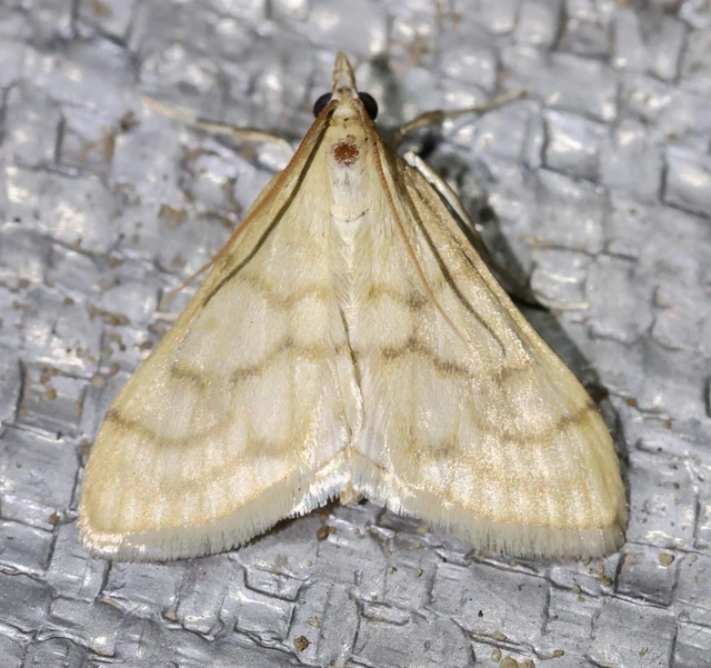 Paracorsia repandalis - szalmaszínű tűzmoly