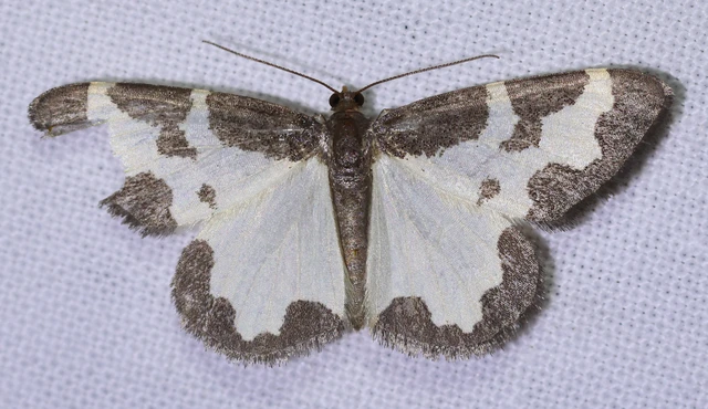 Lomaspilis marginata - szegélyes nyárfaaraszoló