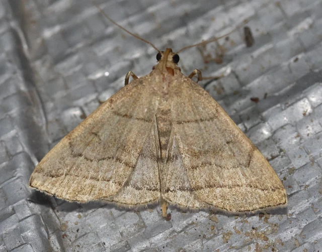 Herminia tarsicrinalis - szőröslábú karcsúbagoly