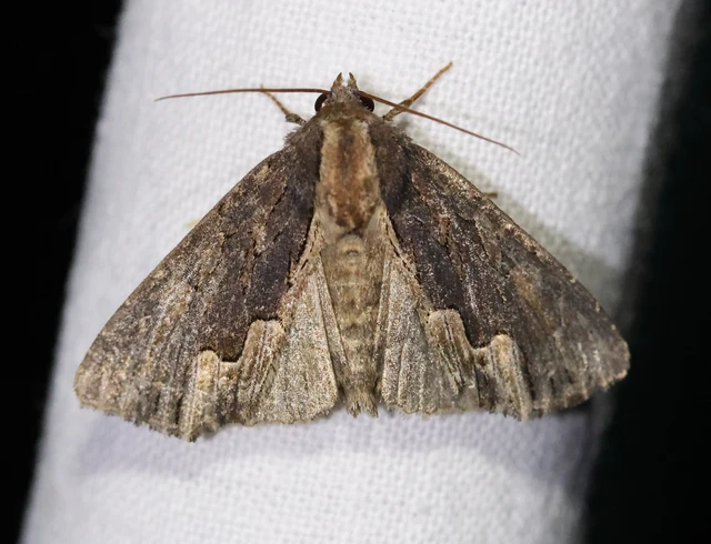 Dypterygia scabriuscula - szurokbarna nyáribagoly