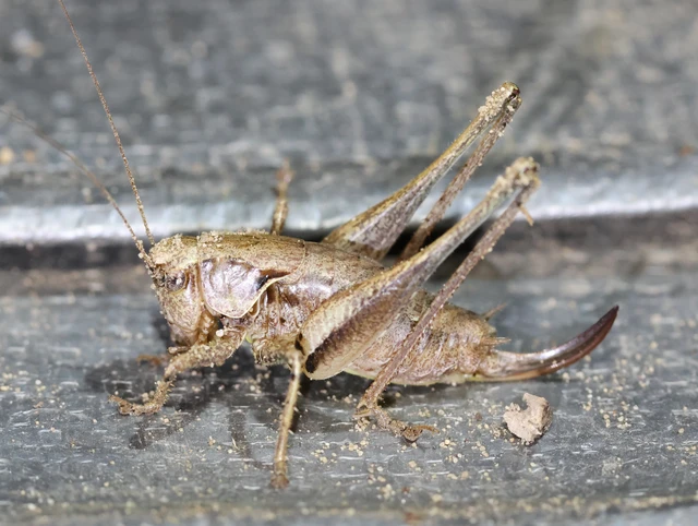 Pholidoptera griseoaptera - szürke avarszöcske