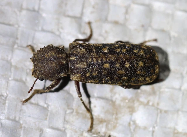Lichenophanes varius - tarka csuklyásszú